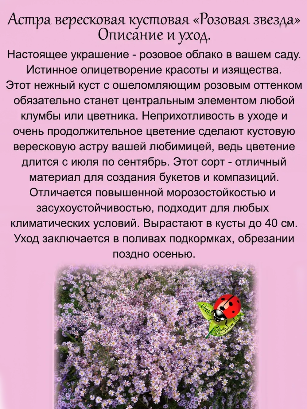 Астра вересковая Розовая звезда кустовая