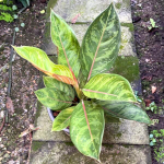 Аглаонема GAMLAI NAK / GOD ARMY