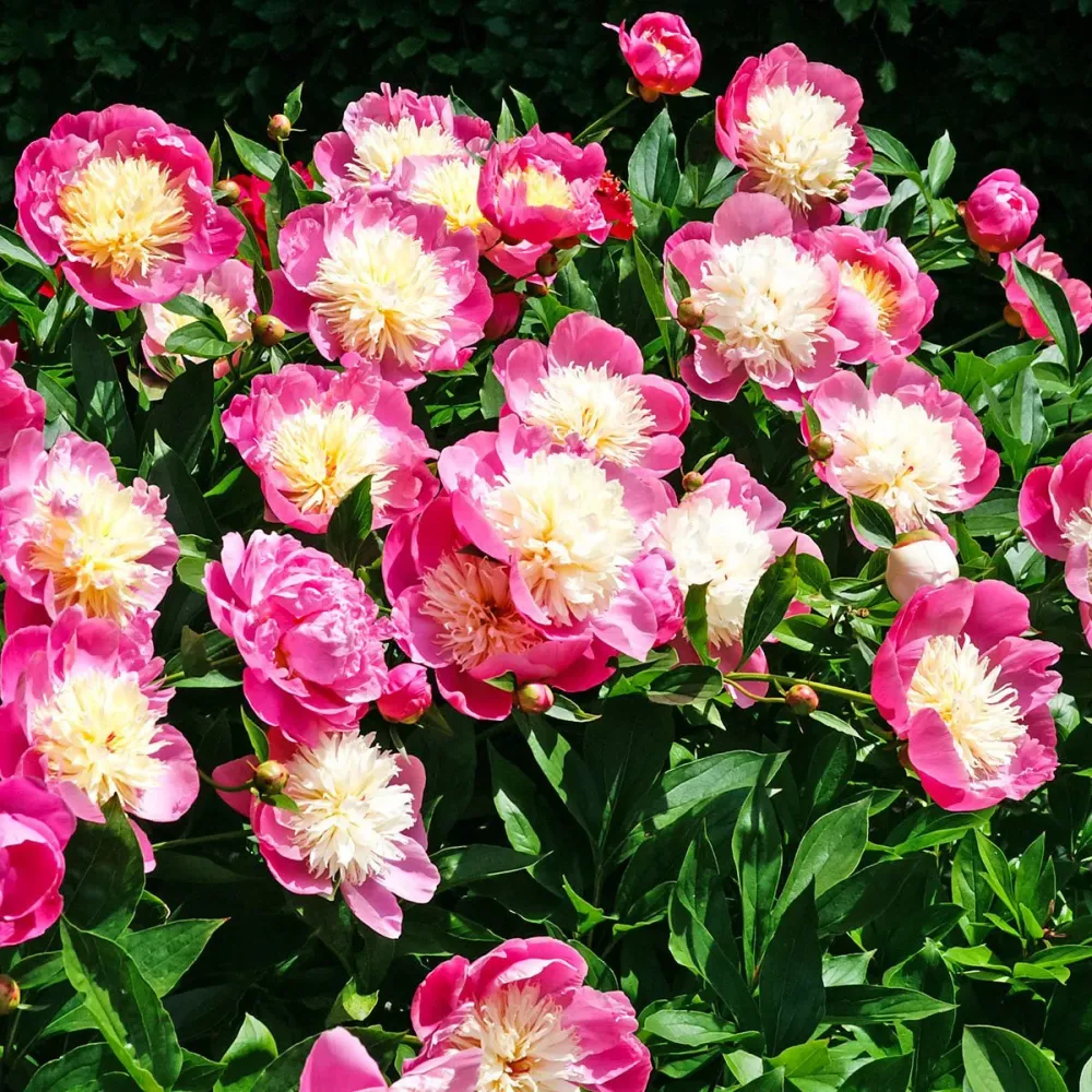 Пион Боул оф Бьюти 3-5 почек Закупка М81 октябрь 2026