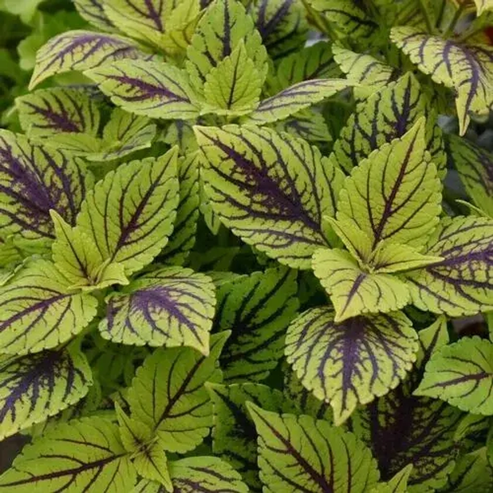 Колеус Gays Delight