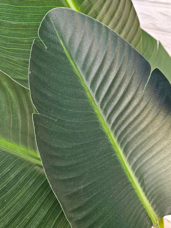 Искусственная Стрелиция Николая 260см в кашпо