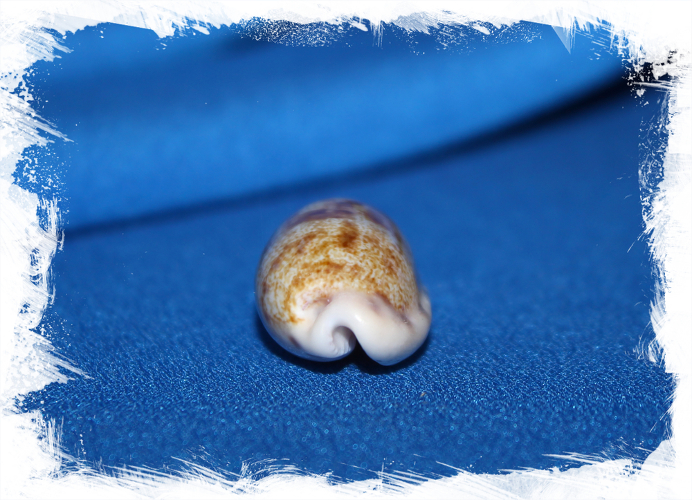 Ципрея терес (Talostolida teres)