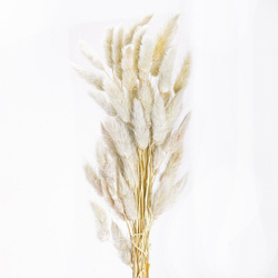 Сухоцветы ЛАГУРУС 65см 34гр СВЕТЛЫЙ №2