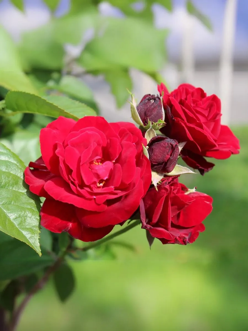 Роза флорибунда Европиана