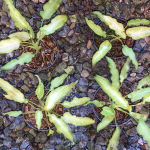 Сингониум RIBBON LEMON