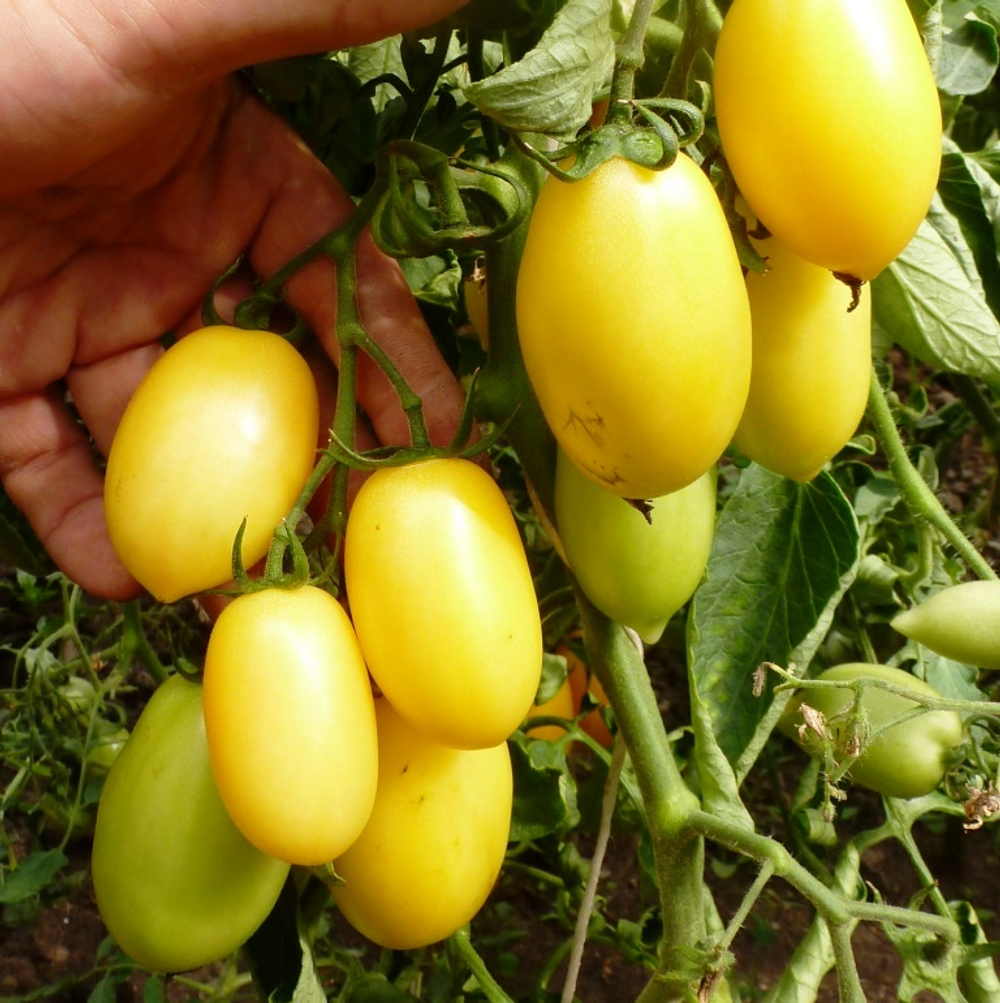 Помидоры — Cream Sausage