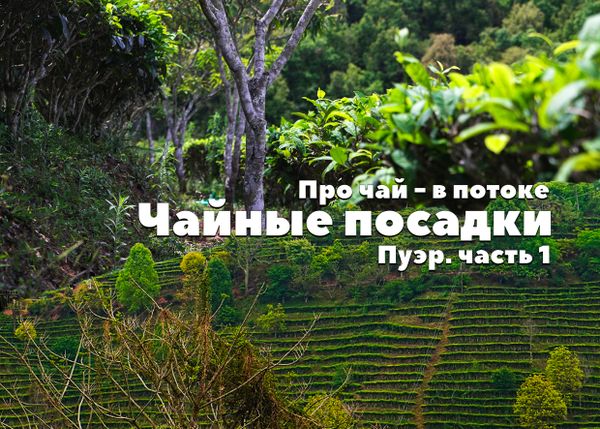 Про чай - в потоке. Пуэр. Часть 1: Чайные посадки Про чай - в потоке. Пуэр. Часть 1: Чайные посадки