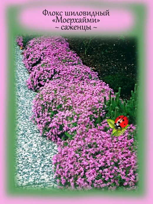 Флокс Маерхейми шиловидный