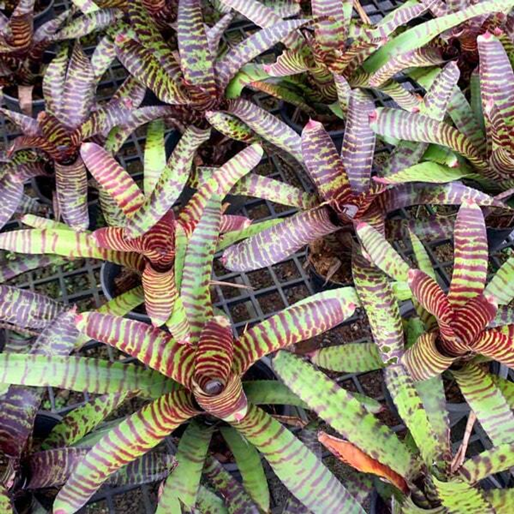 Неорегелия TIGER HYB MIX