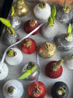 Амариллис луковица - цвет бордо