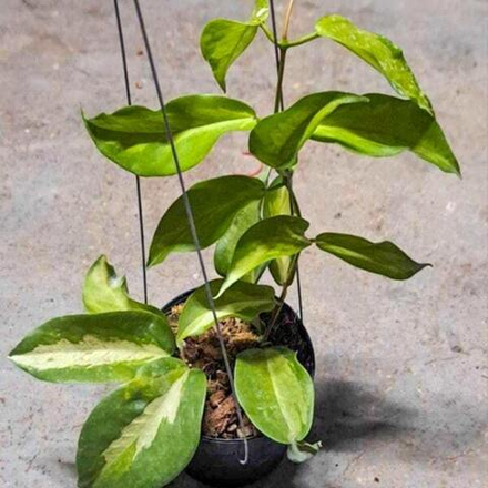 Хойя KENEJIANA VAR INSIDE