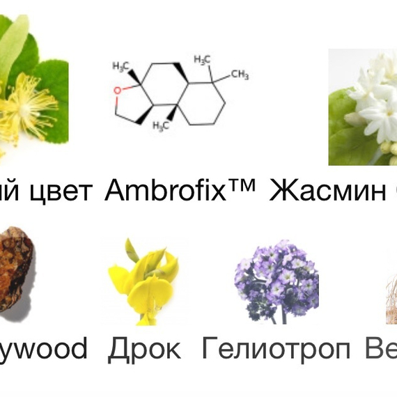 MARC-ANTOINE BARROIS Tilia