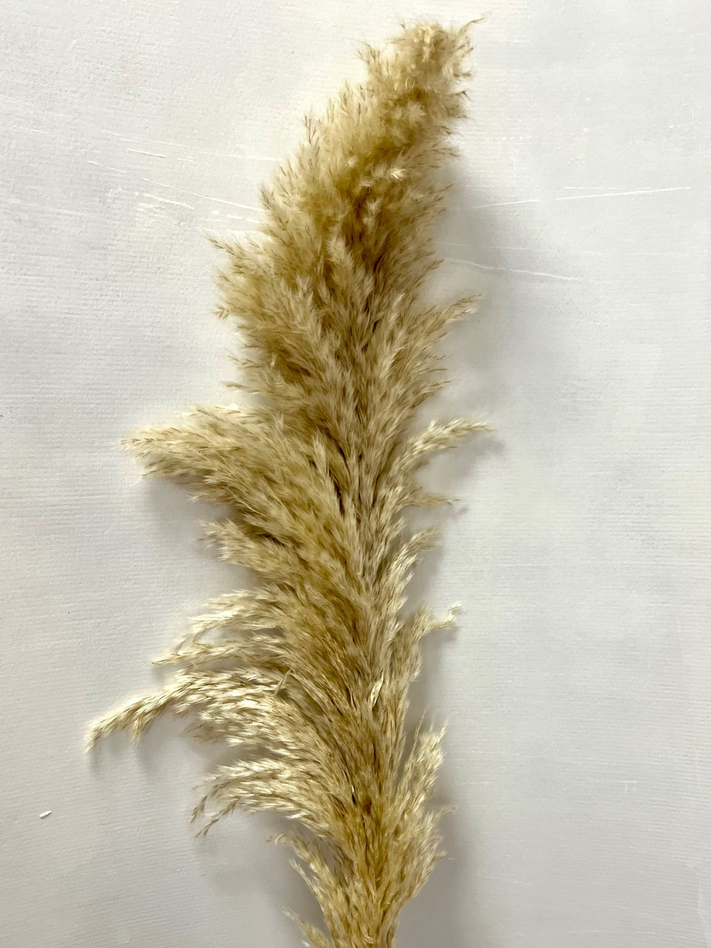 Пампасная трава сухоцвет