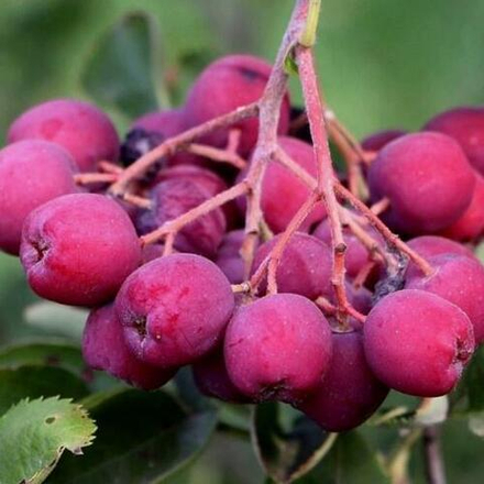 Рябина Десертная Мичурина