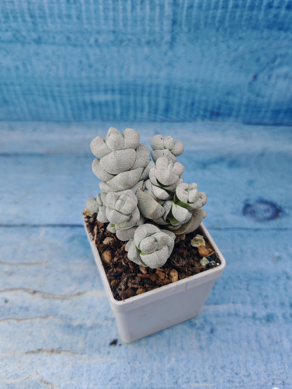 Crassula Deceptor (Крассула)