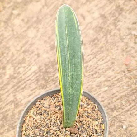 Сансевиерия BLUE BAT VAR