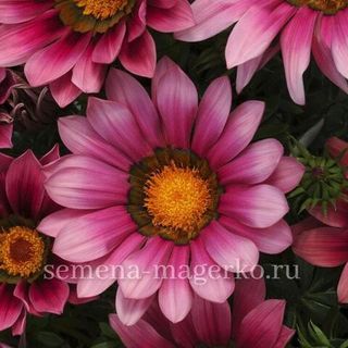 Газания Нью Дэй Пинк Шейдес F1   100 семян