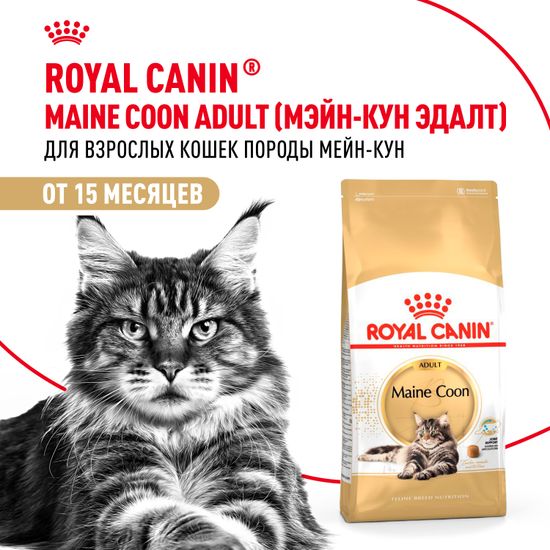 Royal Canin Main Coon для взрослых кошек и котов породы Мейн Кун