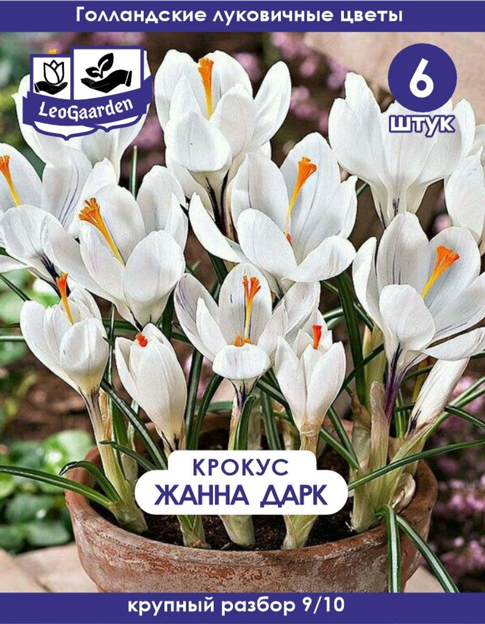 Луковицы цветов Крокус , Жанна Дарк, 6 шт