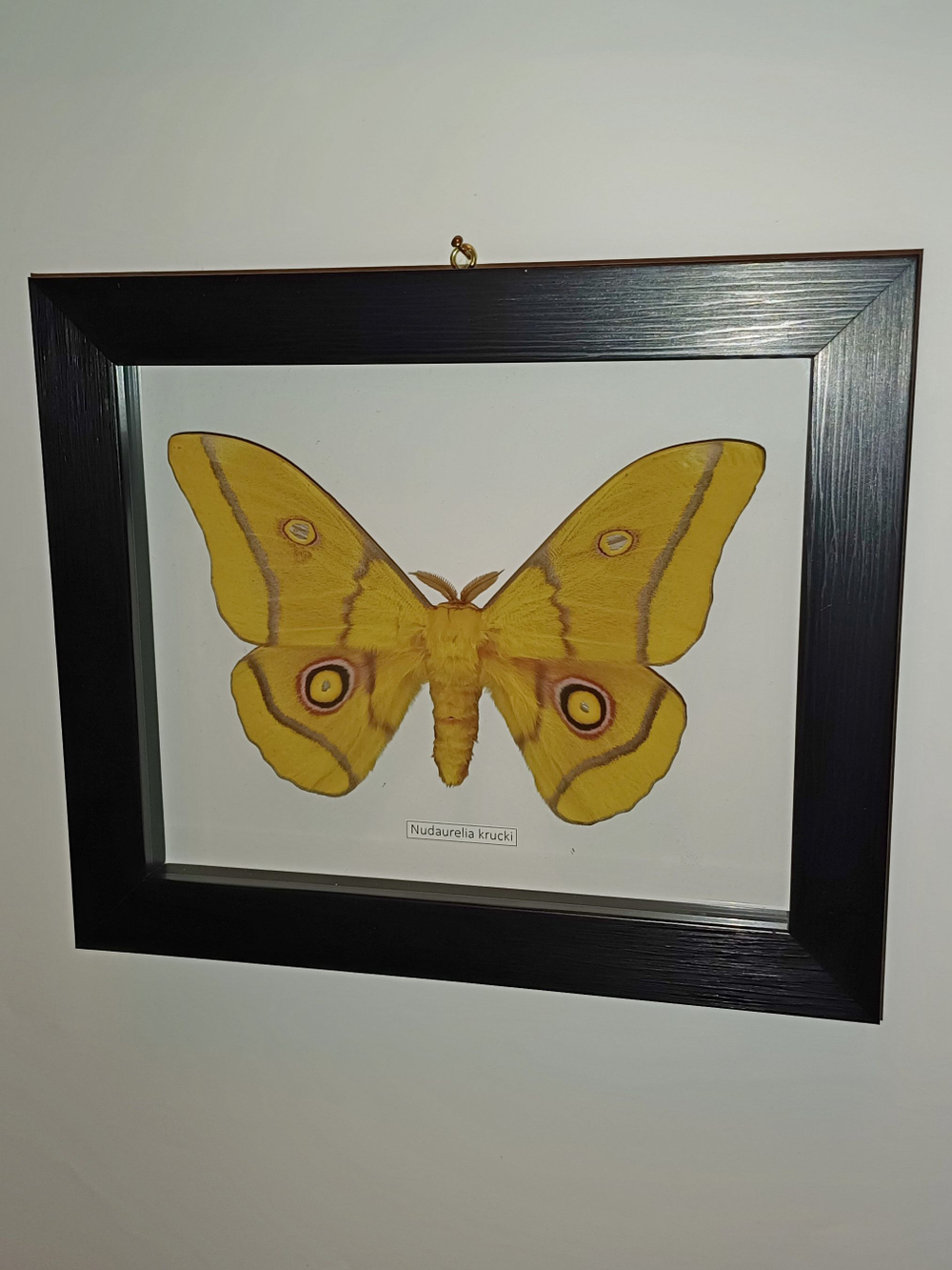 Сатурния Nudaurelia krucki в рамке