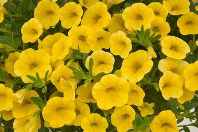 Калибрахоа Calitastic butter К5