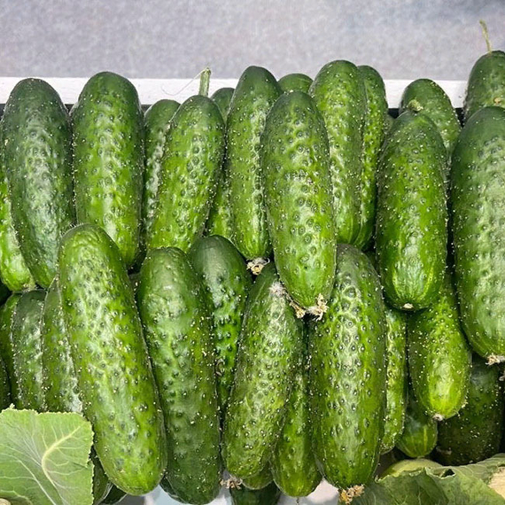 МАДРИЛЕНЕ F1 семена огурца (Seminis | Alexagro) – фото 2