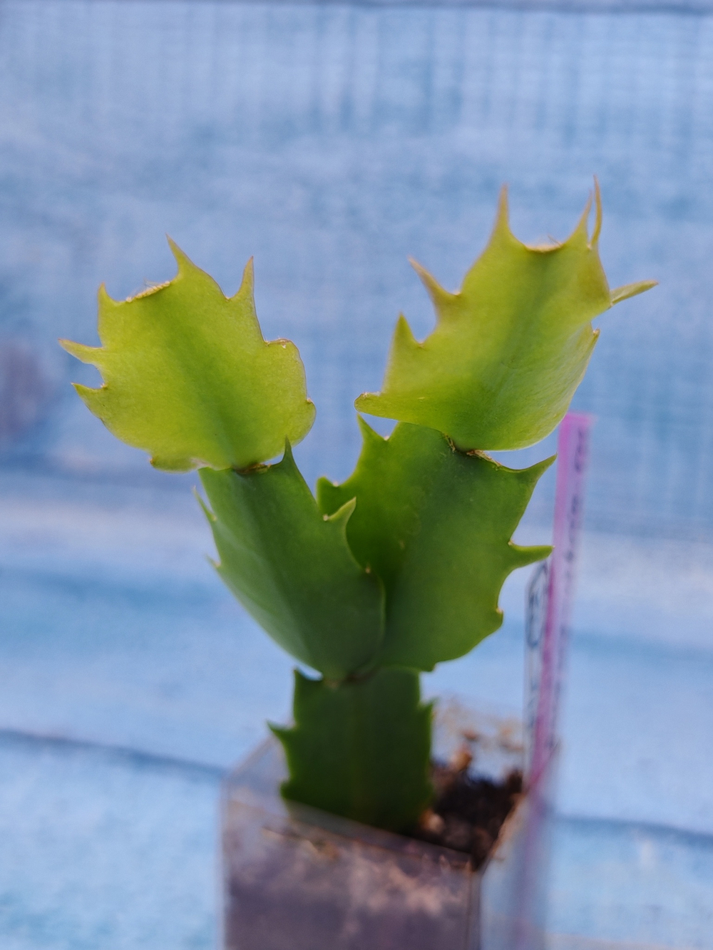 Schlumbergera cv. Double Delight (Шлюмбергера)