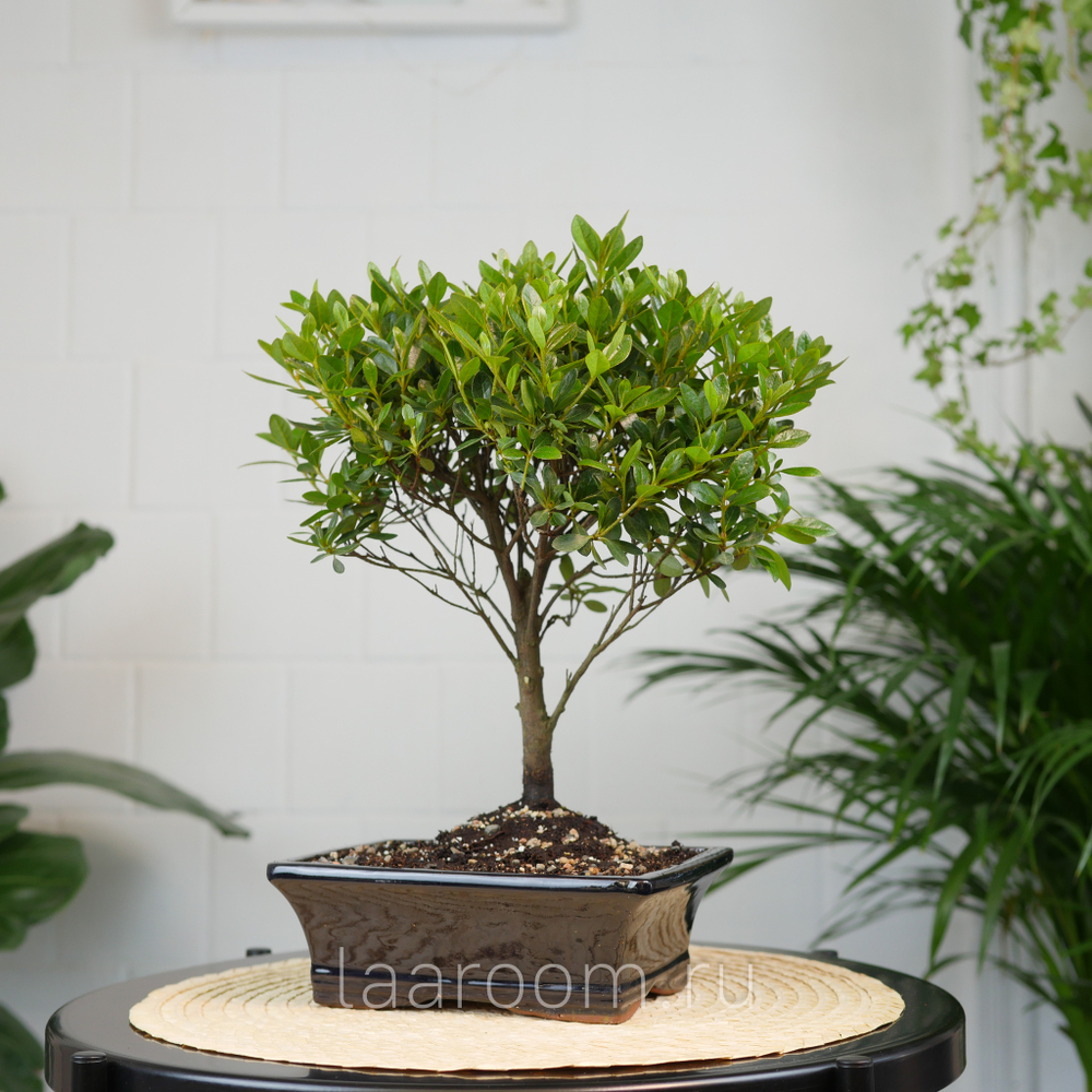 Бонсай Азалия