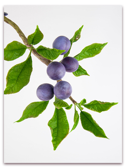 Лист сливы большой