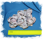 Барнакл 17 - 25 см.