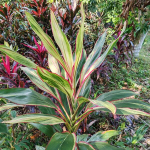 Кордилина JOHN KRASS MALE