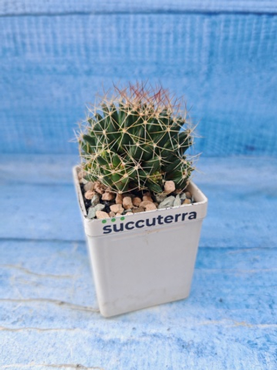 Escobaria Missouriensis compacta (Эскобария)