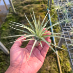 Тилландсия Dick Rutan (aeranthos x ixioides)