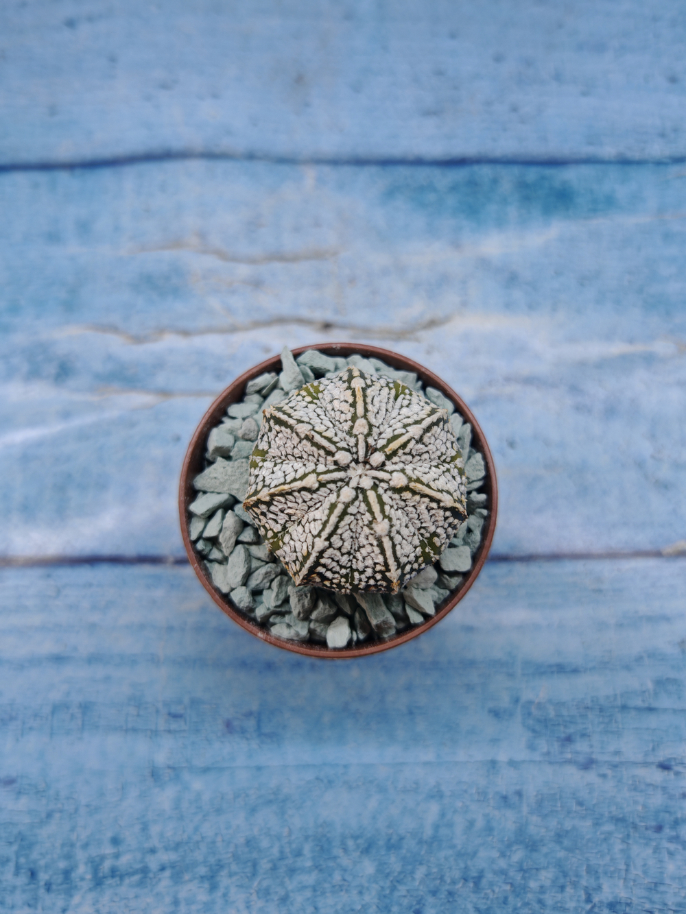Astrophytum Asterias "Super Kabuto" (Астрофитум)