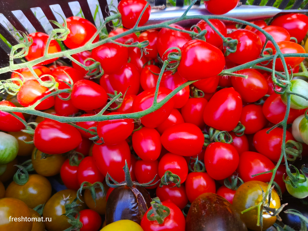 Клубничка (Tomatoberry) сорт томата