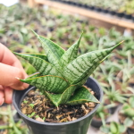 Сансевиерия SINDORO