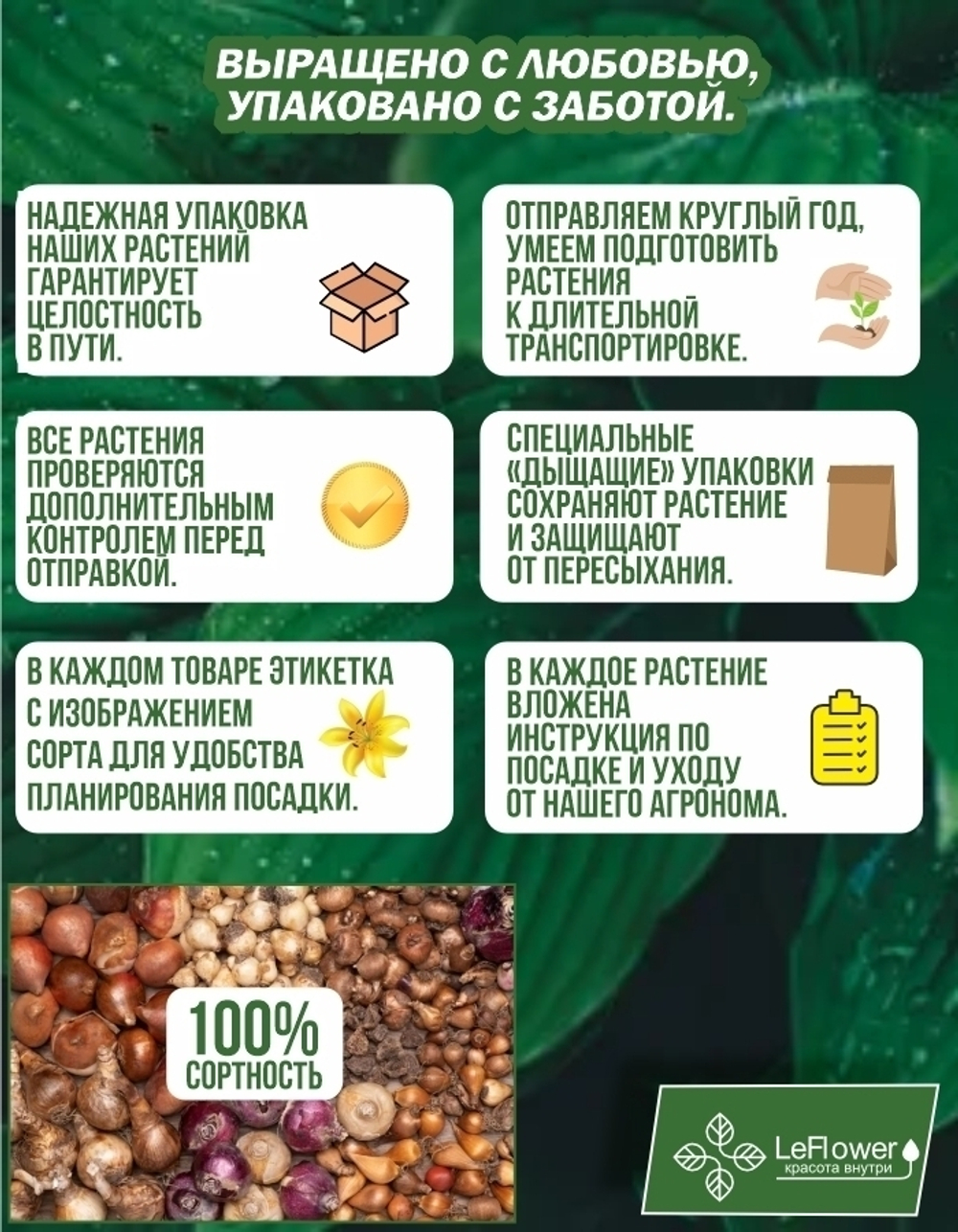 Тюльпан Луковица, Вайт Флаг, 5шт крупные