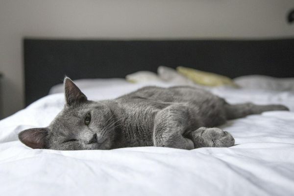 Стронгхолд для кошек Стронгхолд для кошек