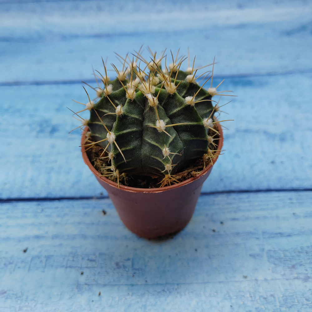 Gymnocalycium Friedrichii (Гимнокалициум)