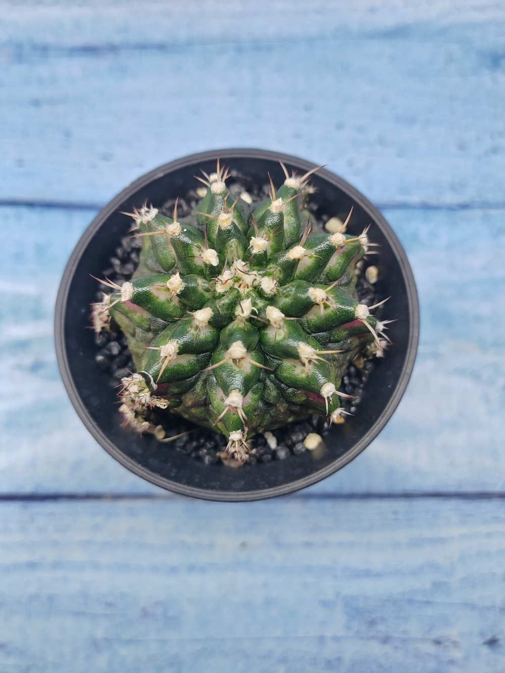 Gymnocalycium T-Rex Pink hybride (Гимнокалициум T-rex)