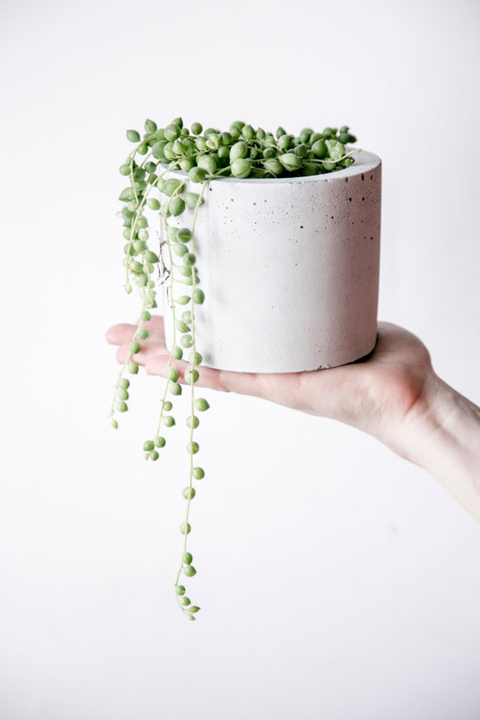 Крестовник Сенецио Роулеанус (6 см)