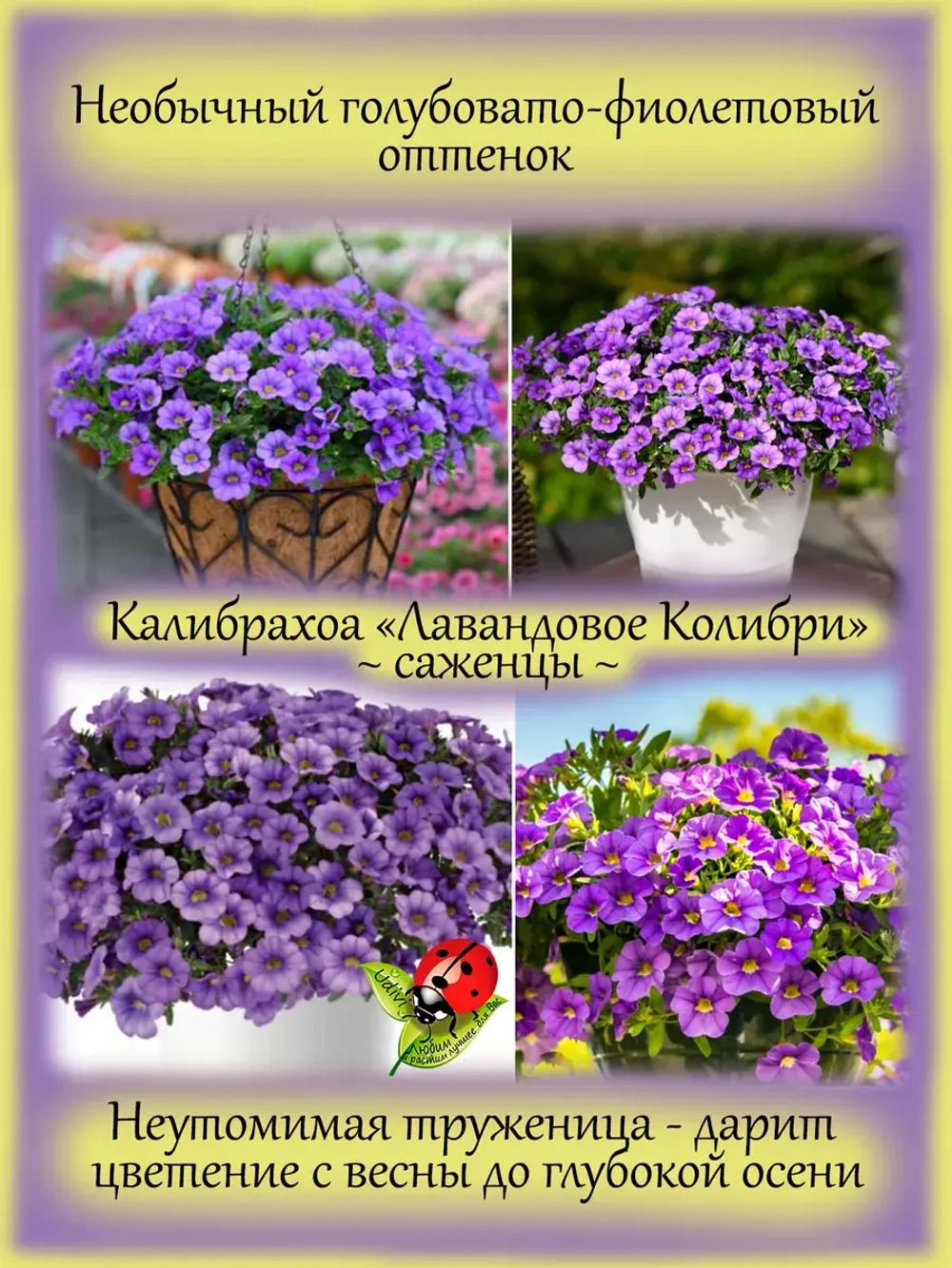 Калибрахоа Лавандовое колибри