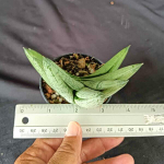 Сансевиерия ROOKIE