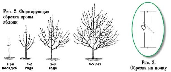 Формирующая обрезка молодой яблони: как за 2 года создать идеальный скелет кроны Формирующая обрезка молодой яблони: как за 2 года создать идеальный скелет кроны