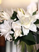 Лилия Анжела (махровая серия «Роузлили»)