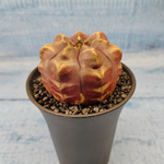 Gymnocalycium Daydream (Гимнокалициум)