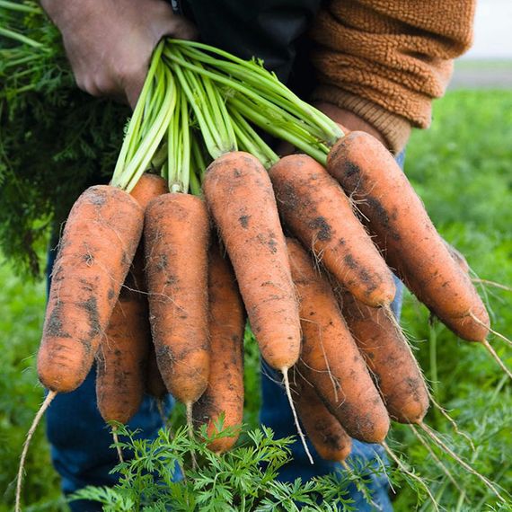 КАРДИФФ F1 семена моркови Bejo купить