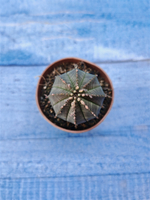 Euphorbia Obesa (Эуфорбия)