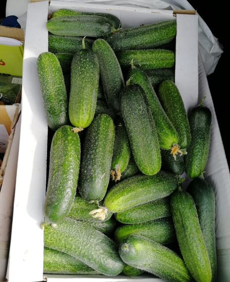 Клодин F1 семена огурца партенокарпического (Seminis / Семинис) культура – фото 3