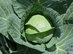 Компас F1 семена капусты белокочанной (Takii / Таки)